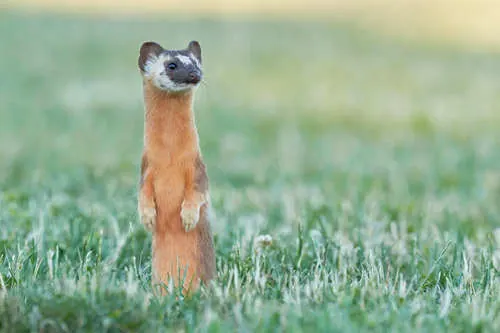 Long-tailed Weasel