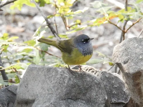 MacGillivray's Warbler (Geothlypis tolmiei)