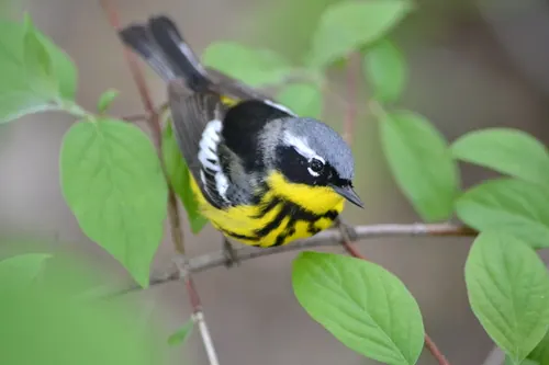 Magnolia Warbler (Setophaga magnolia)