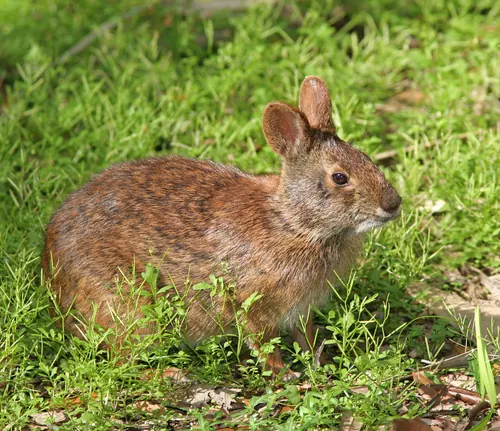 Marsh Rabbit (Sylvilagus palustris)