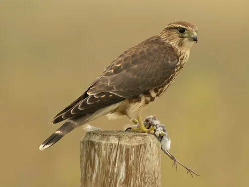 Merlin (Falco columbarius)