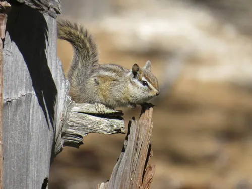 Merriam's Chipmunk