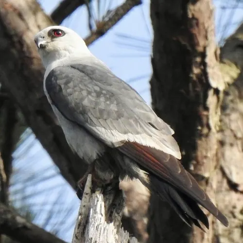 Mississippi Kite
