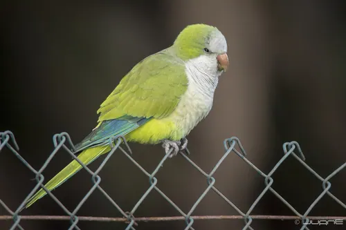 Monk Parakeet