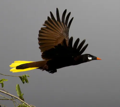 Montezuma Oropendola (Psarocolius montezuma)
