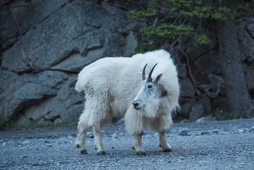 Mountain Goat
