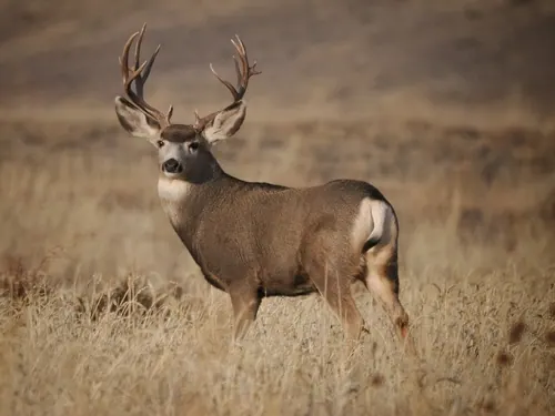 Mule Deer