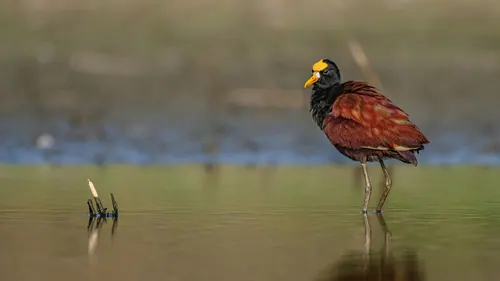 Northern Jacana (Jacana spinosa)