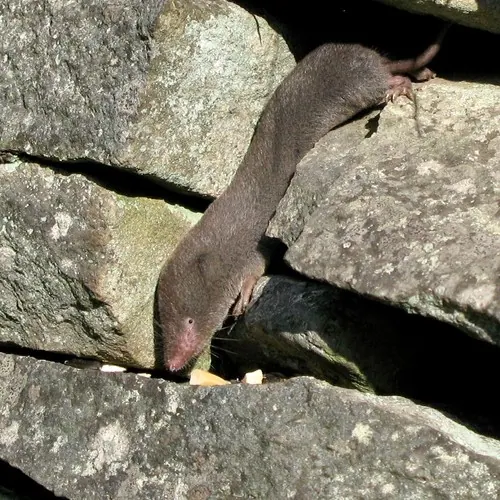 Northern Short-tailed Shrew (Blarina brevicauda)