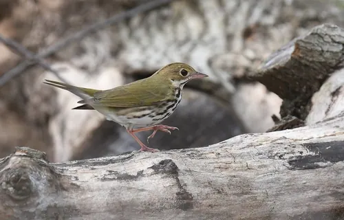 Ovenbird (Seiurus aurocapilla)