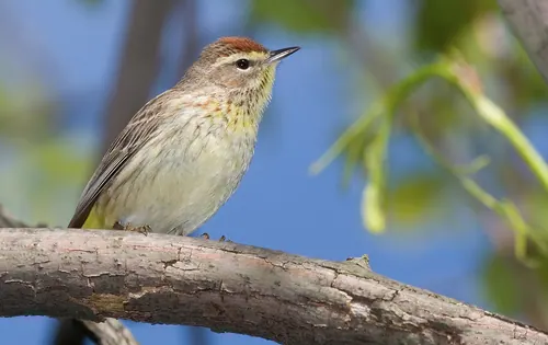 Palm Warbler