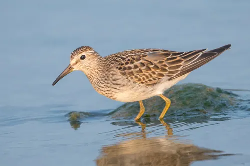 Pectoral Sandpiper (Calidris melanotos)