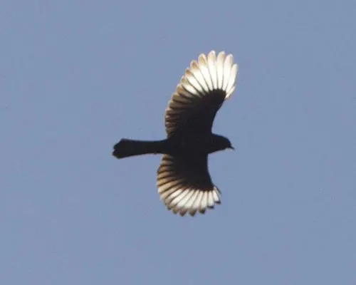 Phainopepla (Phainopepla nitens)