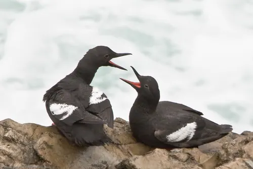 Pigeon Guillemot