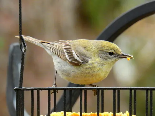 Pine Warbler (Setophaga pinus)
