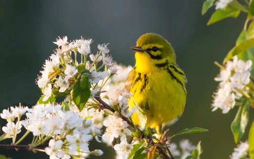 Prairie Warbler (Setophaga discolor)