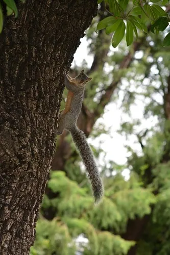 Red-bellied Squirrel