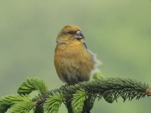 Red Crossbill