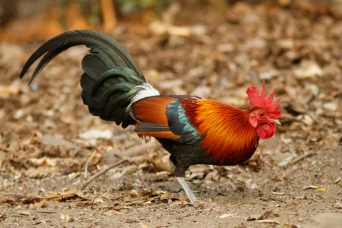Red Junglefowl