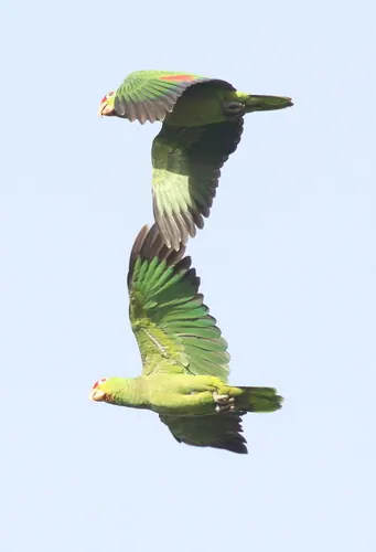 Red-lored Amazon