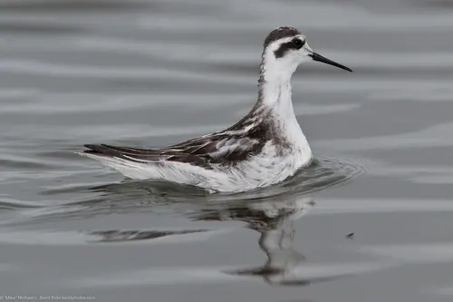 Red-necked Phalarope (Phalaropus lobatus)
