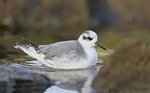 Red Phalarope (Phalaropus fulicarius)