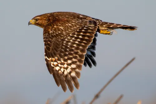 Red-shouldered Hawk