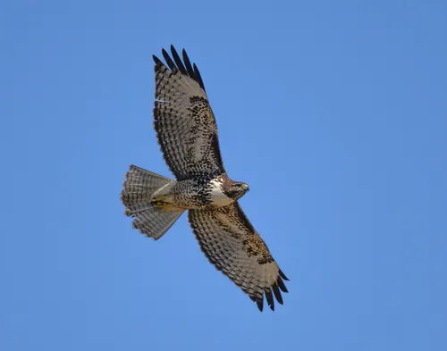 Red-tailed Hawk