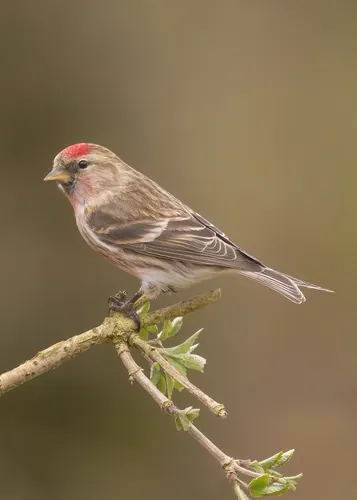Redpoll (Acanthis flammea)