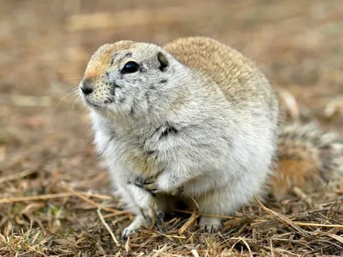 Richardson's Ground Squirrel (Urocitellus richardsonii)