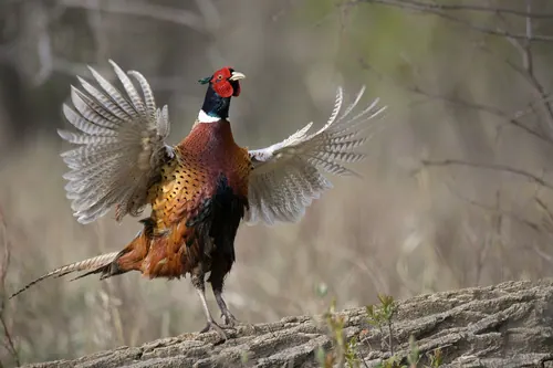 Ring-necked Pheasant