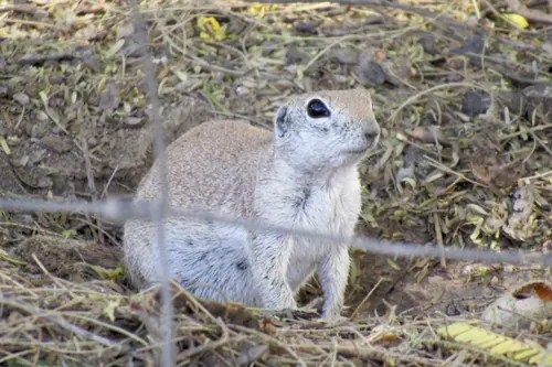 Round-tailed Ground Squirrel