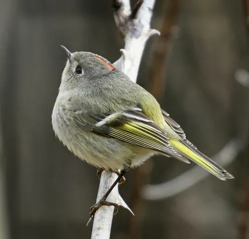 Ruby-crowned Kinglet (Corthylio calendula)