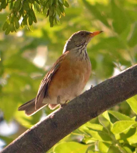 Rufous-backed Robin (Turdus rufopalliatus)