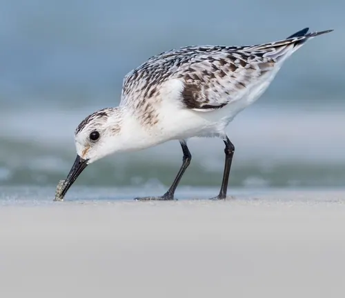 Sanderling (Calidris alba)