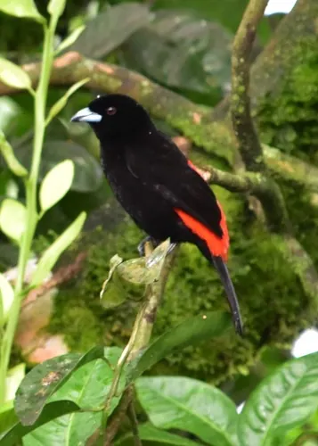 Scarlet-rumped Tanager