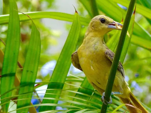 Scott's Oriole (Icterus parisorum)