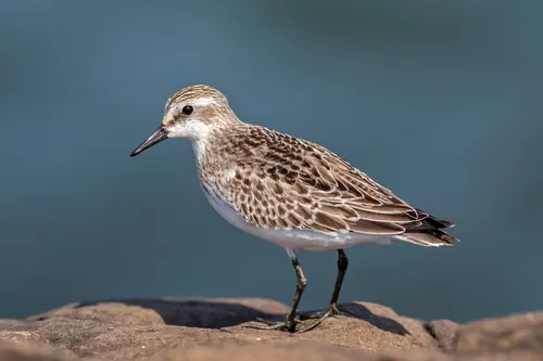 Semipalmated Sandpiper (Calidris pusilla)