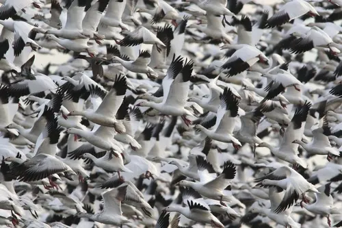 Snow Goose (Anser caerulescens)