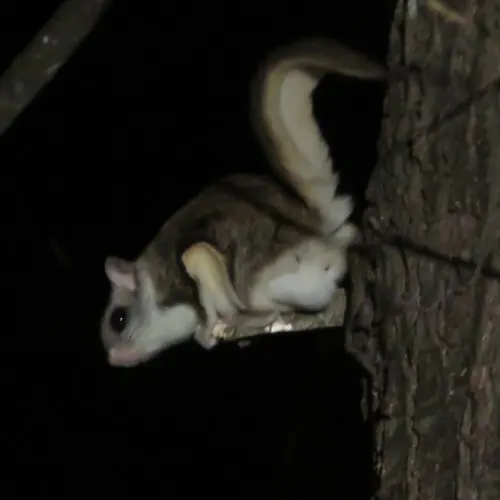 Southern Flying Squirrel (Glaucomys volans)