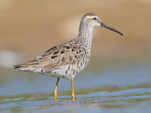 Stilt Sandpiper (Calidris himantopus)