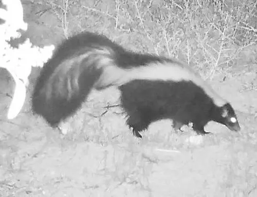 Striped Skunk