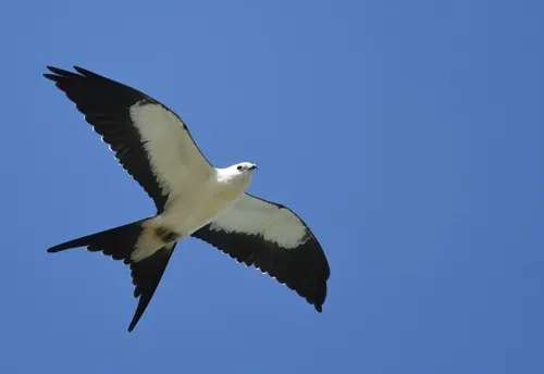 Swallow-tailed Kite (Elanoides forficatus)