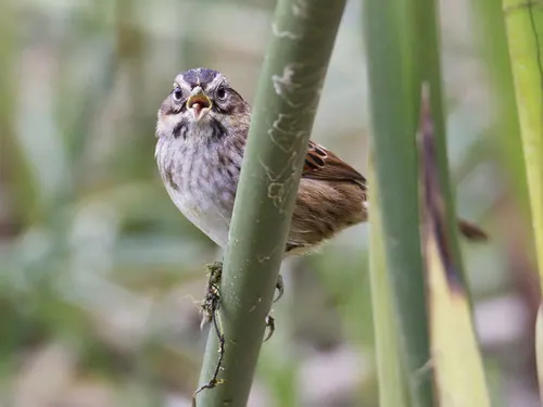 Swamp Sparrow (Melospiza georgiana)