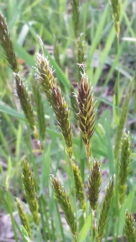 Sweet vernal grass (Anthoxanthum odoratum)
