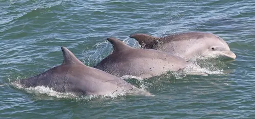 Tamanend's Bottlenose Dolphin