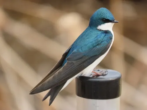 Tree Swallow (Tachycineta bicolor)
