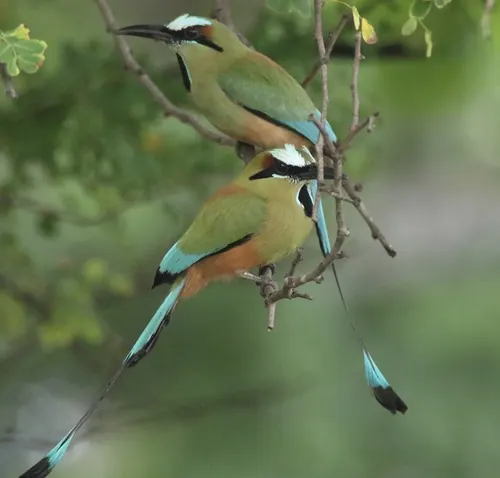 Turquoise-browed Motmot