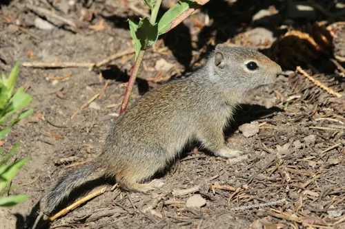 Uinta Ground Squirrel (Urocitellus armatus)