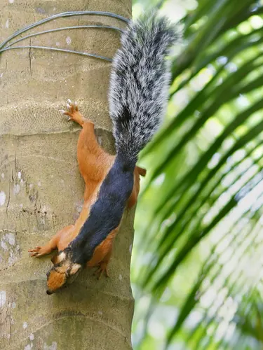 Variegated Squirrel